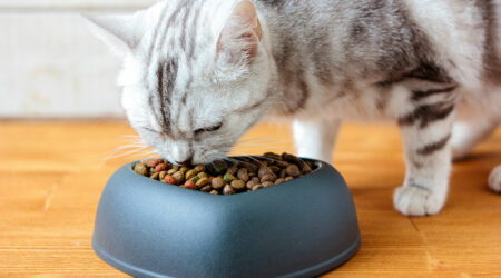 5 best tips to pick the right cat foods