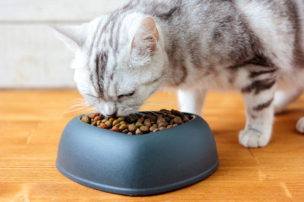 5 best tips to pick the right cat foods